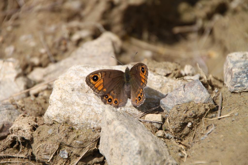 Restor Natura Malga Mondent Otel Pracorno di Rabbi Dış mekan fotoğraf