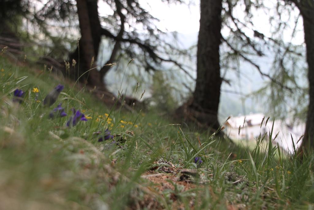 Restor Natura Malga Mondent Otel Pracorno di Rabbi Dış mekan fotoğraf